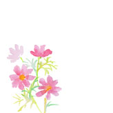 水彩で描いたコスモスの花