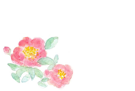 手描きした山茶花の花のイラスト