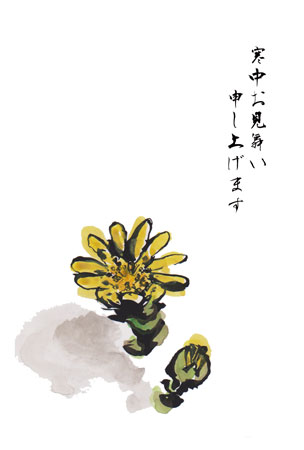 福寿草のイラストを描いた寒中見舞い