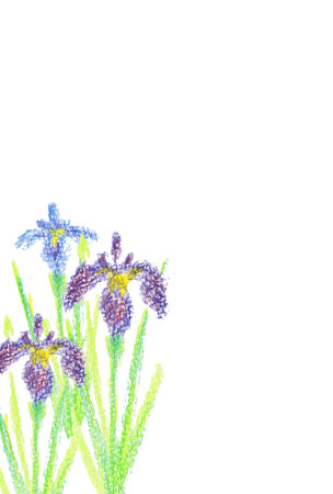 クーピーで描いた菖蒲の花のイラスト