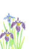 クーピーで描いた菖蒲の花