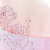 線画のラナンキュラスの花