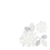 モノクロで描いた菊の花