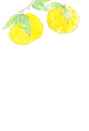 柚子のイラストを描いた絵はがき さきちん絵葉書
